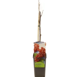 Ecocheques|Fruitbomen|ohgreen Ribes rubrum jonkheer van tets