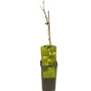 Ecocheques|Fruitbomen|ohgreen Ribes uva-cr. hinnonmäki grön