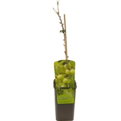 Ecocheques|Fruitbomen|ohgreen Ribes uva-cr. hinnonmäki grön
