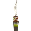 Ecocheques|Fruitbomen|ohgreen Ribes uva-cr. hinnonmäki röd