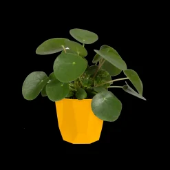Ecocheques|Potten En Vazen|ohgreen ROCK 14CM OKER