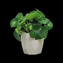 Ecocheques|Potten En Vazen|ohgreen ROCK 16CM WARM GRIJS