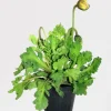 Vaste Planten|Ecocheques|ohgreen Rode klaproos p14