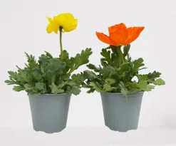 Vaste Planten|Ecocheques|ohgreen Rode klaproos p14