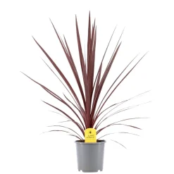 Mediterrane Planten|Ecocheques|ohgreen Rode koolpalm