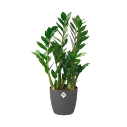 Ecocheques|Potten En Vazen|ohgreen Rond 25cm