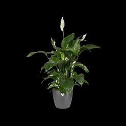 Ecocheques|Potten En Vazen|ohgreen Rond 14cm