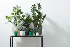 Ecocheques|Potten En Vazen|ohgreen Rond 14cm