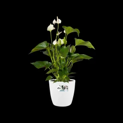 Ecocheques|Potten En Vazen|ohgreen Rond 25cm