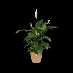 Potten En Vazen|Ecocheques|ohgreen Rond 14cm