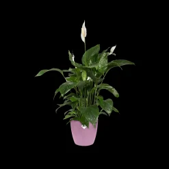 Potten En Vazen|Ecocheques|ohgreen Rond 16cm
