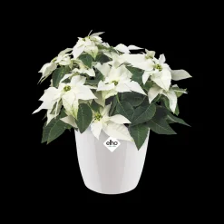 Ecocheques|Potten En Vazen|ohgreen Rond diamond 22cm