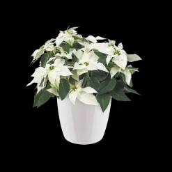 Ecocheques|Potten En Vazen|ohgreen Rond diamond 22cm