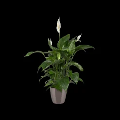 Ecocheques|Potten En Vazen|ohgreen Rond diamond 22cm