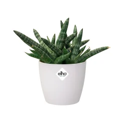 Ecocheques|Potten En Vazen|ohgreen Rond mini 7cm
