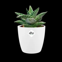 Ecocheques|Potten En Vazen|ohgreen Rond mini 10,5cm
