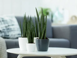 Ecocheques|Potten En Vazen|ohgreen Rond mini 10,5cm