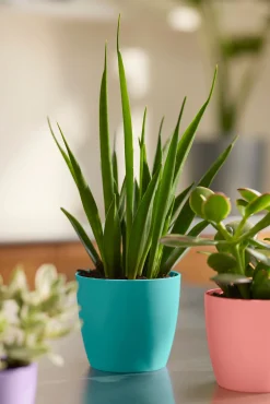 Potten En Vazen|Ecocheques|ohgreen Rond mini 9,5cm