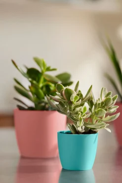 Potten En Vazen|Ecocheques|ohgreen Rond mini 9,5cm