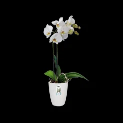 Ecocheques|Potten En Vazen|ohgreen Rond orchidee 12,5cm