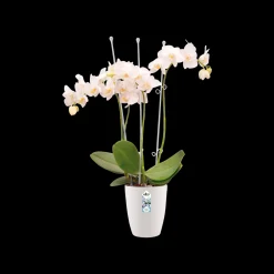 Ecocheques|Potten En Vazen|ohgreen Rond orchidee 12,5cm