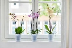Ecocheques|Potten En Vazen|ohgreen Rond orchidee 12,5cm
