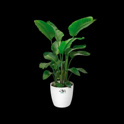 Ecocheques|Potten En Vazen|ohgreen Rond wielen 47cm