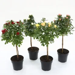 Struiken|Ecocheques|ohgreen Roos mini-stam in soorten p19