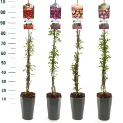 Struiken|Ecocheques|ohgreen Rosa mix