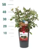 Struiken|Ecocheques|ohgreen Rosa 'Rose Gaujard'