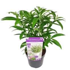 Struiken|Ecocheques|ohgreen Rostrinucula dependens ( Hangende buddleja -
