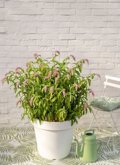 Struiken|Ecocheques|ohgreen Rostrinucula dependens ( Hangende buddleja -
