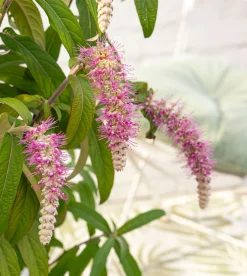 Struiken|Ecocheques|ohgreen Rostrinucula dependens ( Hangende buddleja -