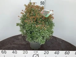 Struiken|Ecocheques|ohgreen Rotsheide p19