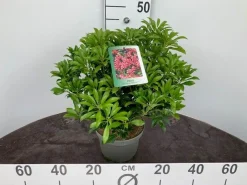 Struiken|Ecocheques|ohgreen Rotsheide p19