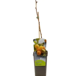 Ecocheques|Fruitbomen|ohgreen Rubus idaeus fallgold