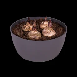 Ecocheques|Potten En Vazen|ohgreen Schaal 23cm