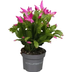 Bloeiende Planten|Ecocheques|ohgreen Schlumbergera roze ( Lidcactus )