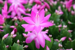Bloeiende Planten|Ecocheques|ohgreen Schlumbergera roze ( Lidcactus )