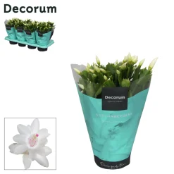 Bloeiende Planten|Ecocheques|ohgreen Schlumbergera wit
