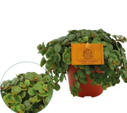 Groene Planten|Ecocheques|ohgreen Sedum Tornado