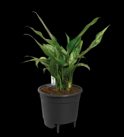 Bewatering|Ecocheques|ohgreen SELF-WATERING INSERT 21CM LIVING BLACK