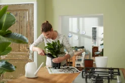 Bewatering|Ecocheques|ohgreen SELF-WATERING INSERT 44CM LIVING BLACK