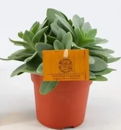 Groene Planten|Ecocheques|ohgreen Senecio cephalo
