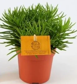 Groene Planten|Ecocheques|ohgreen Senecio Himalaya