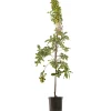 Fruitbomen|Ecocheques|ohgreen Sierappel malus evereste laagstam