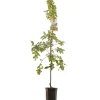 Fruitbomen|Ecocheques|ohgreen Sierappel malus professor sprenger laagstam