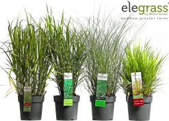 Ecocheques|Vaste Planten|ohgreen Siergrassen mix
