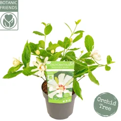 Struiken|Ecocheques|ohgreen Sinocalycanthus chinensis Venus