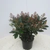 Struiken|Ecocheques|ohgreen Skimmia japonica Rubella